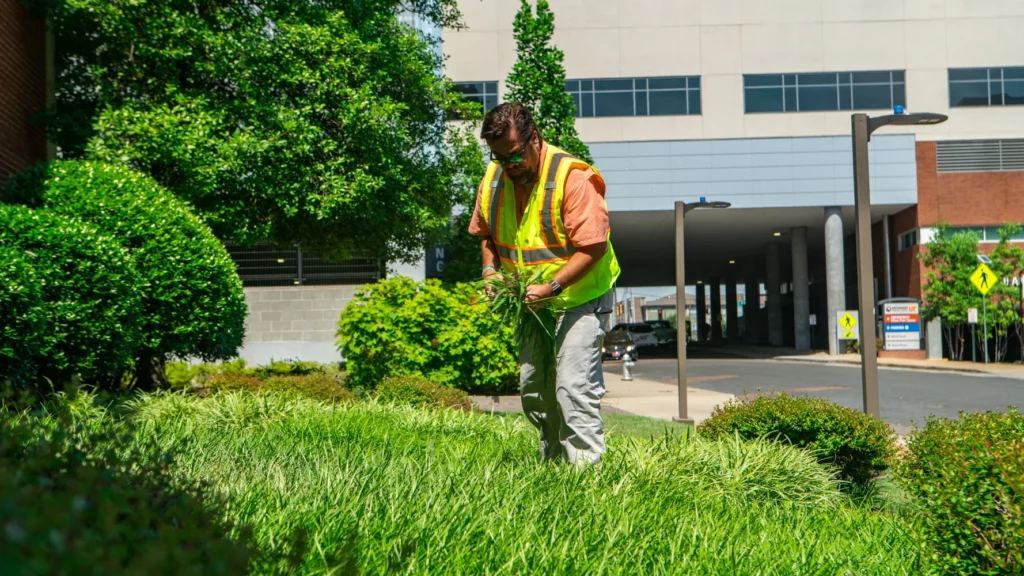 Commercial Landscaping Methodist University Hospital crew weeding.